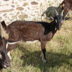 Jeunes boucs Poitevins