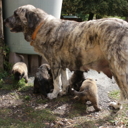Chiots Montagne de Pyrénées X Estrella