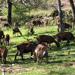 41 chèvres Alpines  AB en lactation