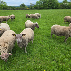 Béliers reproducteurs