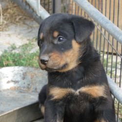 Chiots Beaucerons