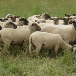 Antenaises herbagères