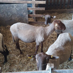 Vds lot de 20 brebis avec 1 bélier
