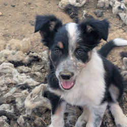 Vds chiots BORDER COLLIE LOF