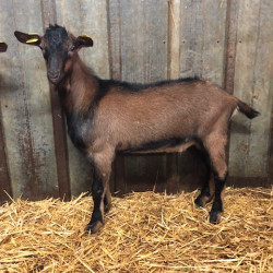 Boucs de race Alpine