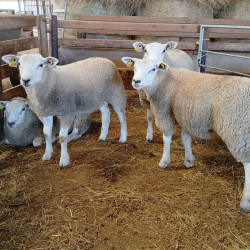 Agneaux reproducteurs pure race Texel 