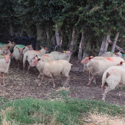 Agnelles Rouge de l'ouest