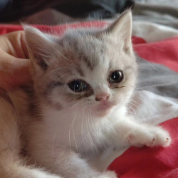 Chatons type British Shorthair