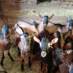 Boucs Alpins
