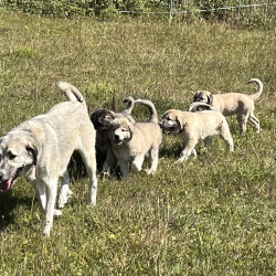 Chiens de protection Patou mixte Kangal