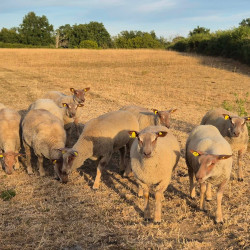 Agnelles Charollaises