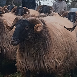 Troupeau de brebis Manech à tête noire