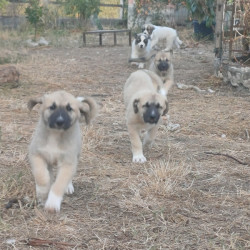 Chiots type Patou croisés Kangal