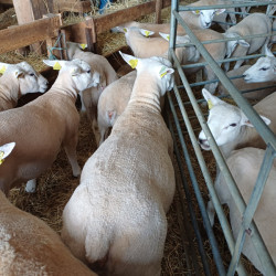 Béliers de race Texel 