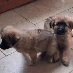 Chiots Berger des Pyrénées