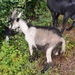 Vds bouc chèvre de Savoie