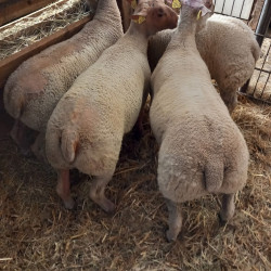 Agneaux Charollais reproducteurs