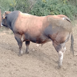 Taureau Parthenais 