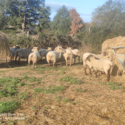 Lot de brebis et béliers race Vendéenne (BIO)
