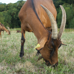 Troupeau de 35 chèvres Alpines bio à vendre