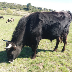 Taureau reproducteur