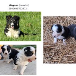 Chiots type Border Collie