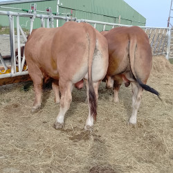 Taureau parthenais 