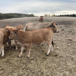 3 BROUTARDES AUBRAC