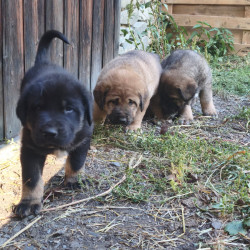 Chiots de protection