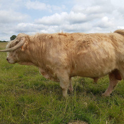 Taureau Highland