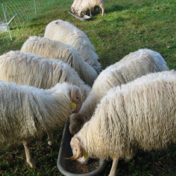 Agneaux non-castrés races rustiques bio