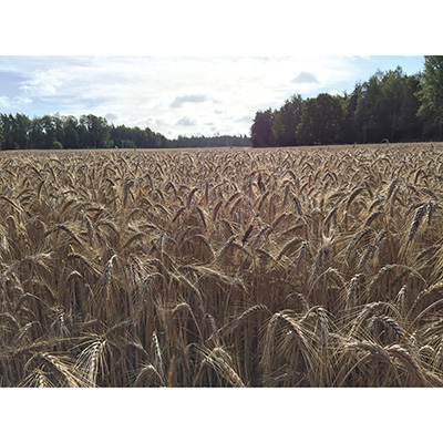 TRITICALE VUKA 25 KG TRITICALE VUKA 25 KG