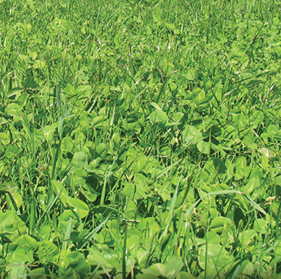 TREFLE AFFINITY 5 KG TREFLE AFFINITY 5 KG