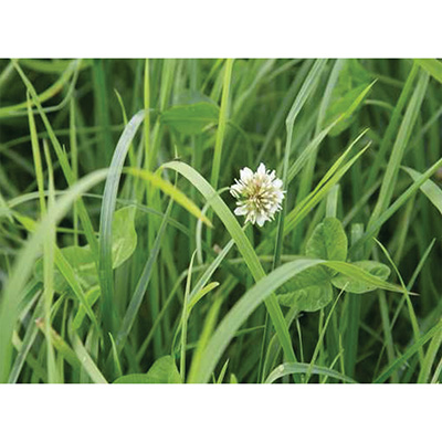 MELANGE HERB-ALLIANCE 15 KG MELANGE HERB-ALLIANCE 15 KG
