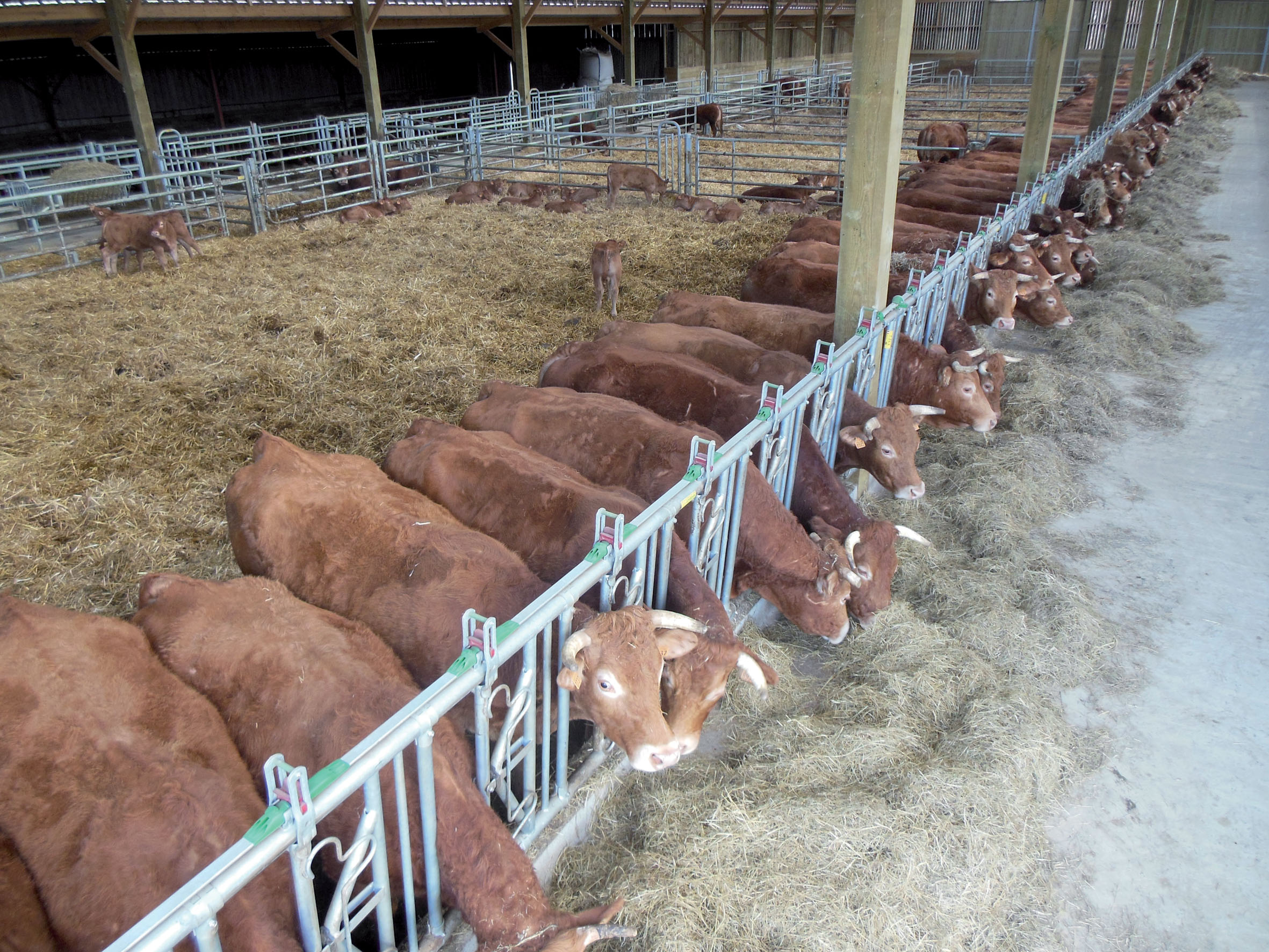 CORNADIS SAFETY IV 8 PL/6 M - photo 2