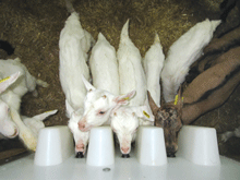 MILK BAR TEAT SEPARATOR CH&Egrave;VRE