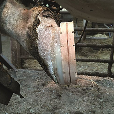 TALONNETTE BOIS BOVIN XL - photo 2