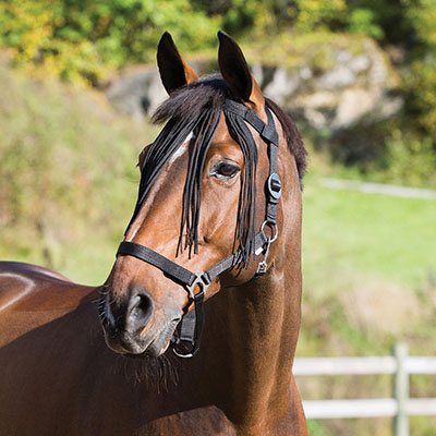 FRONTAL CHASSE MOUCHE - photo 3