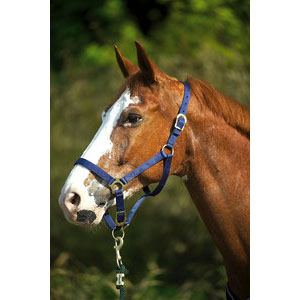 LICOL NYLON CHEVAL LICOL NYLON CHEVAL