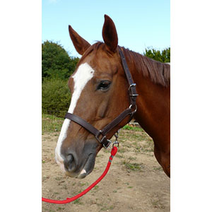 LICOL ARTILLERIE CHEVAL - photo 2