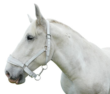 LICOL ARTILLERIE CHEVAL TRAIT - photo 2