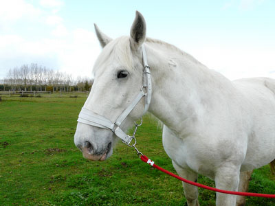 LICOL ARTILLERIE CHEVAL TRAIT - photo 3