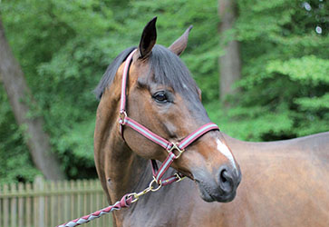LICOL + LONGE CHEVAL - photo 4