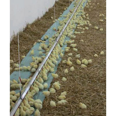 PAPIER DEMARRAGE POUSSINS (2 ROULEAUX) PAPIER DEMARRAGE POUSSINS (2 ROULEAUX)