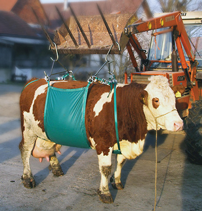 LEVE VACHE - photo 2