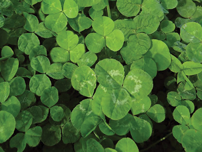 TREFLE MIXCLOVER SASSTIM 2KG - photo 2