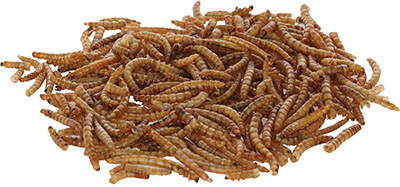 VERS DE FARINE - 900 g - photo 2