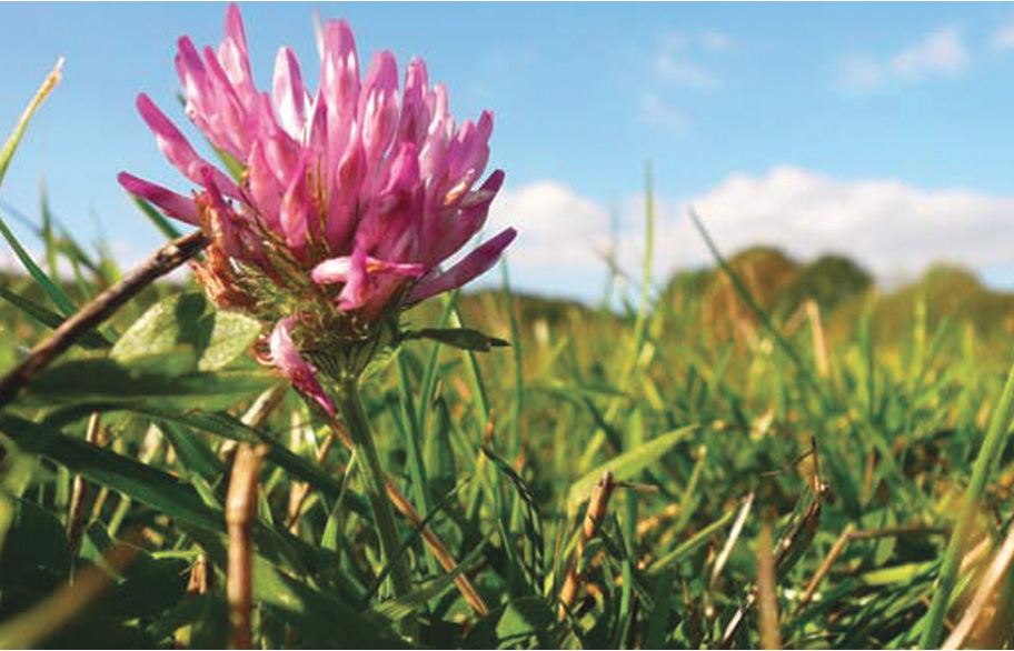 Barenbrug Mélange Prairie Productif – Semences Appétentes Et Rapides – 1 Kg – Fabriqué En France