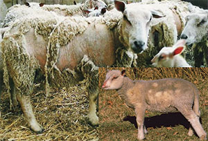 Agneau 