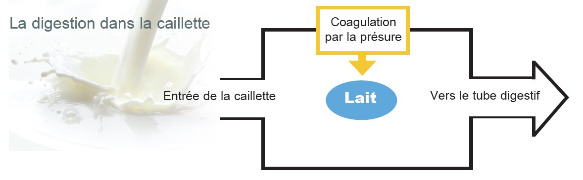 Plutôt de la poudre de lait écrémé ou du lactosérum pour les veaux ?